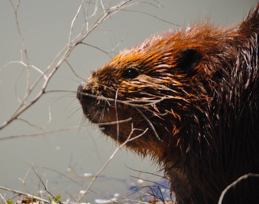 Beavers and Chalkstreams: some hard fact and no hysteria