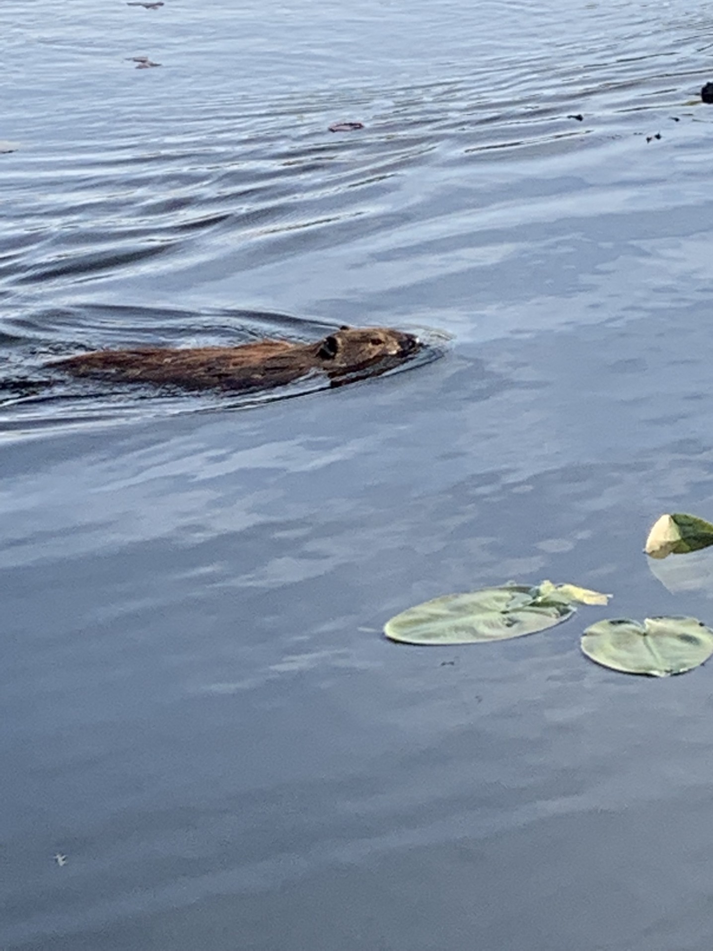 beaver